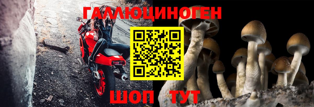 Псилоцибиновые грибы Psilocybine cubensis Вичуга